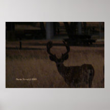 Deer in Dry Grass (3) Print