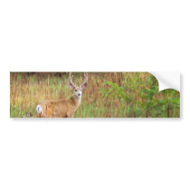 Deer in Field Staring Bumper Sticker
