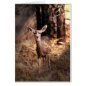 Deer in Forest cards by wdm_emm Deer in Forest cards