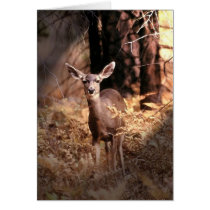Deer in Forest cards
