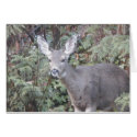 Deer in forest cards