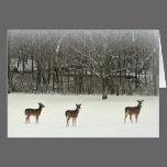 Deer in Snow Greeting Card cards