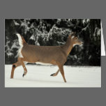Deer in Snow Greeting Card cards