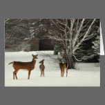 Deer in Snow Greeting Card cards