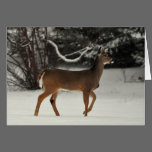Deer in Snow Greeting Card cards
