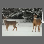Deer in Snow Greeting Card cards