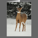Deer in Snow Greeting Card cards