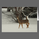 Deer in Snow Greeting Card cards