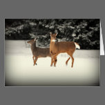 Deer in Snow Greeting Card cards