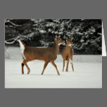 Deer in Snow Greeting Card cards