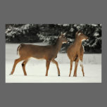 Deer in Snow Poster posters