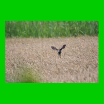 Deer in Tall Grass posters