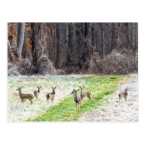Deer in the Frost Postcard postcards