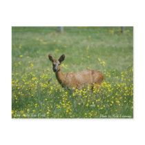 Deer in The New Forest postcards
