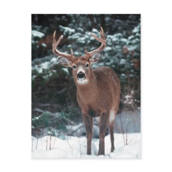Deer in the Snow Postcard postcard