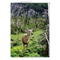 Deer in the Woods Cards