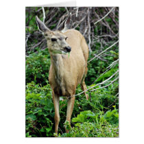 Deer in the Woods Card