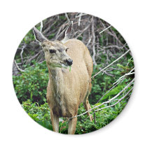 Deer in the Woods Magnet