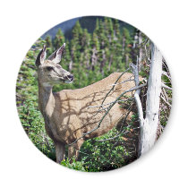 Deer in the Woods Magnets