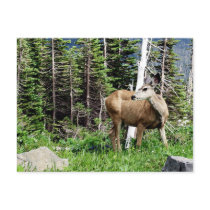 Deer in the Woods Postcards