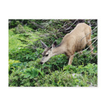 Deer in the Woods Post Card