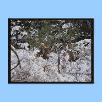 Deer in the Woods postcards