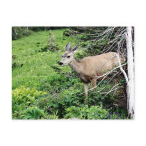 Deer in the Woods Post Card