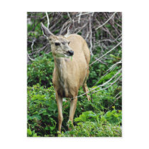Deer in the Woods Postcards
