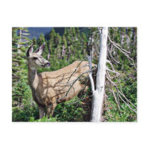 Deer in the Woods Postcards