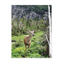 Deer in the Woods Postcard