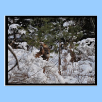 Deer in the Woods postcards