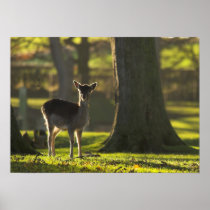Deer in the Woods Poster