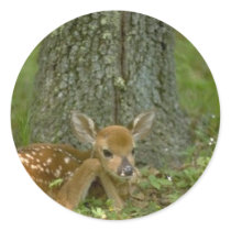 deer in the woods stickers