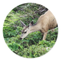 Deer in the Woods Stickers