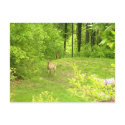 Deer in the yard Meredith, New Hampshire postcards by KrazyKerry Deer in the yard Meredith, New Hampshire postcards