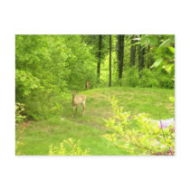 Deer in the yard Meredith, New Hampshire postcards
