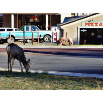 Deer In Town photo sculptures