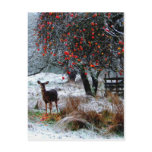 Deer in Winter postcards