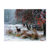 Deer in Winter Post Cards