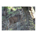 Deer in Woods print