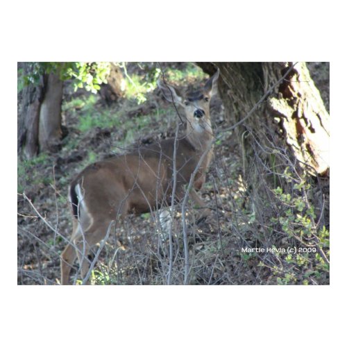 Deer in Woods print