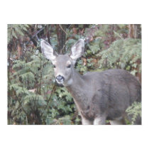 Deer in Woods posters by sbkerrick Deer in Woods posters