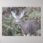 Deer in Woods Posters