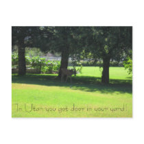 Deer in your yard! postcards