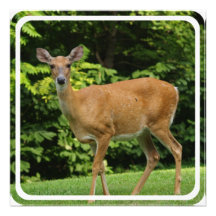 Deer Invitation