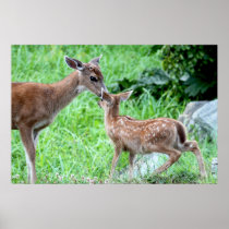 Deer Kissing Fawn Posters