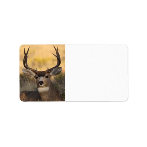 Deer Label Zazzle