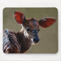 Deer looking at you mouse pads