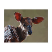 Deer looking at you postcard