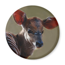 Deer looking at you refrigerator magnet